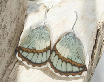Real Butterfly Wing Earrings, Gray and Orange Butterfly Earrings, Earthy, Resin Wings, Insect, Blue Schrensckii, Cruelty Free BW082
