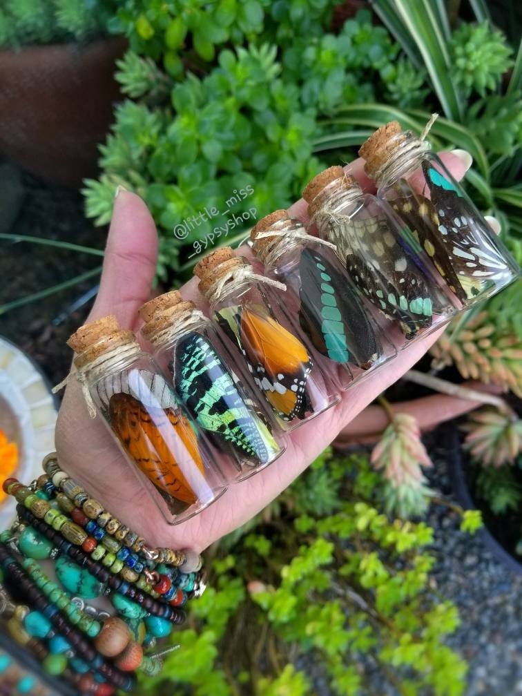 ONE JAR Med Glass Butterfly Wings In a Jar, Real Butterfly Wing Speci…