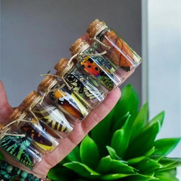 Alas de mariposa de vidrio en frasco, ejemplar real de ala de mariposa, frasco de vidrio de Lipidopetra, altar, bicho, bruja, recuerdo de rareza