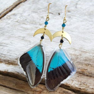 Real Butterfly Wing Earrings, Large Blue Butterfly, Brass Moons, Resin Coated Butterfly Specimen, Insect Bug, Oddity Jewelry, Blue Morpho