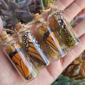 Tiny Terrarium, Cruelty Free Monarch Butterfly Wing in a Jar, Glass Vial, Monarch Butterfly Specimen In Glass, Oddity, Alar Jar, InsectBug