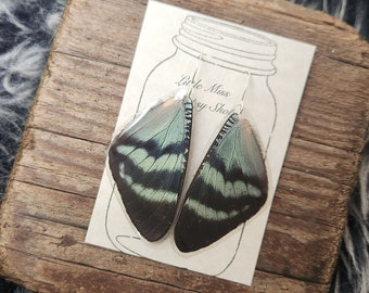 Real Blue Butterfly Wing Earrings, Resin Coated Real Butterfly, Butterfly Specimen, Insect Bug, Oddity Jewelry, Memorial Jewelry, Goth Boho