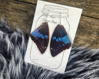 Blue Charaxes Real Butterfly Wing Earrings, Keepsake, Oddity, Taxidermy Bug, Blue Peacock Metallic, Swallowtail Butterfly, Insect Bug, BW134