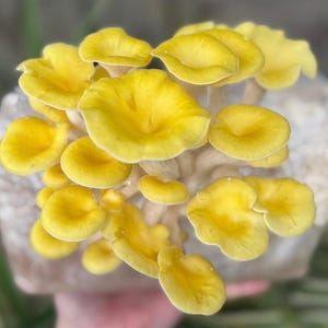 Jeringa de cultivo líquido de hongo ostra (dorado) (Pleurotus citrinopileatus) ~ Inoculante de semilla para cultivo casero (12 cc/mL)
