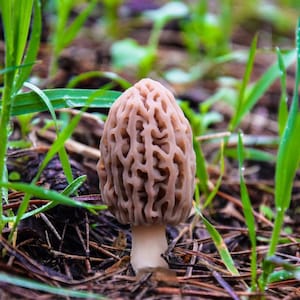 White Morel (Morchella deliciosa) Liquid Culture Syringe 12cc