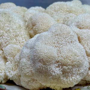 Lion’s Mane Mushroom Liquid Culture Syringe (12cc/mL)