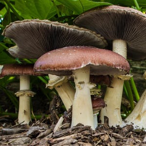 May include: A group of mushrooms with brown and purple caps growing in a woodland setting. The mushrooms have white stems and are surrounded by green leaves.