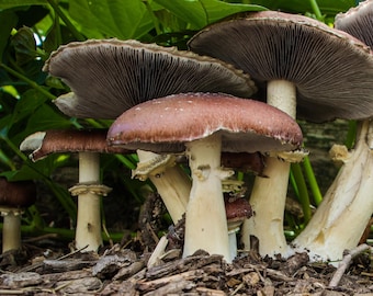 Wine Cap (Stropharia rugosoannulata) Liquid Culture Syringe 12cc