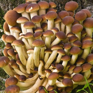 Pioppino Mushroom Liquid Culture Syringe (12cc/mL)