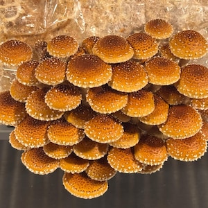 Chestnut Mushroom Liquid Culture Syringe (12cc/mL)