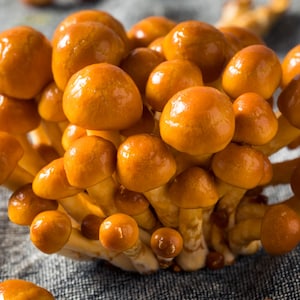 Nameko Mushroom Liquid Culture Syringe (Pholiota nameko) ~ Spawn Inoculant for DIY Home Cultivation Grow (12cc/mL)
