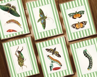 Botanical Insect Art Prints: Green Striped Mat, Vintage Grandmillennial (Digital Download)