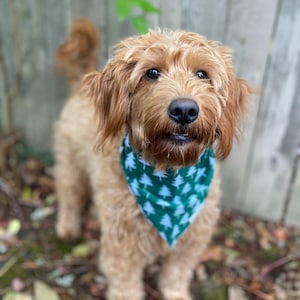 May include: A light brown dog wearing a green bandana with a white tree pattern. The dog is standing on a bed of brown leaves.