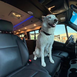 Puede incluir: Un perro husky blanco se sienta en el asiento del pasajero de una camioneta negra. El perro mira por la ventana y tiene la boca abierta en una sonrisa. La camioneta tiene asientos de cuero negro y una tira de luz LED azul en el techo.
