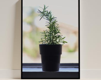 Fototryck av rosmarinväxten: Väggkonst i köket (digital nedladdning)