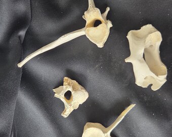 Mystery Bone Bag