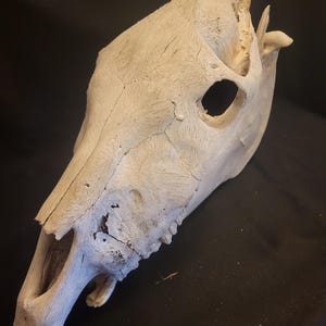Horse skull