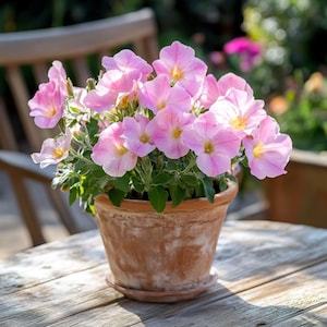 Pink Evening Primrose Seeds | Perennial Wildflower for Pollinator Gardens & Natural Landscapes