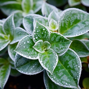 Variegated Elephant Bush Seeds (Portulacaria afra &#39;Variegata&#39;) – Succulent Seeds for Bonsai, Indoor Gardens & Drought-Tolerant Landscapes