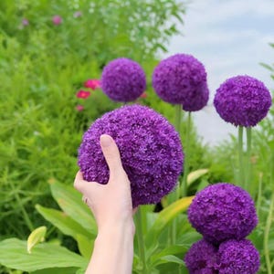 100 seeds Premium Giant Allium Seeds – Add Majestic Purple Blooms to Your Garden