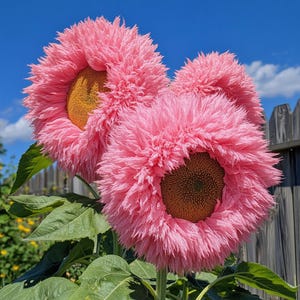 50seeds Pink Teddy Bear Sunflower Seeds – Unique Fluffy Blooms, Easy to Grow, Perfect for Gardens & Gifts