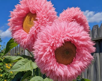 Graines De Rosier Grimpant - Lot De 500 Graines, Couleurs Mélangées, Vivace | Pour Clôtures, Treillis, Balcons, Fleurit Longtemps