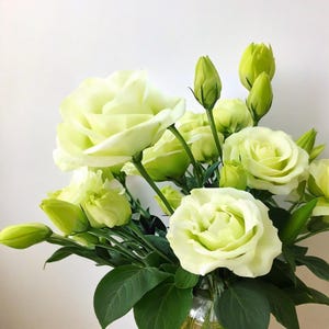 500seeds Double-Petaled Green Eustoma Seeds – Rare Lisianthus Variety with Elegant Green Blooms – Garden Showstopper