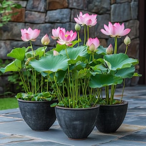 Bol géant de graines de lotus pour étangs ou conteneurs Plantes aquatiques faciles à cultiver avec des feuilles vertes luxuriantes Fleurs majestueuses