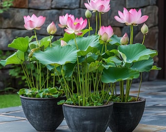 Giant Bowl Lotus Seeds for Ponds or Containers Easy to Grow Aquatic Plants with Lush Green Leaves  Majestic Blooms