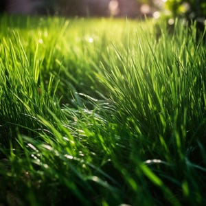 Premium Grass Seed for Lush Lawns and Green Spaces, Fast Germination, Drought-Resistant, Ideal for Yard Repair, Seeding or Overseeding