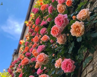 Climbing Rose Seeds for Garden Walls, Fences & Trellises | Fragrant Perennial Vines with Beautiful Blooms