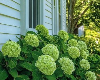 Green Hydrangea Seeds for Elegant Garden Blooms – Rare Perennial Flower for Containers & Borders – Easy to Grow, Stunning Results