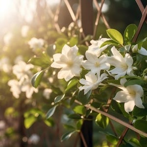 200 sementes de flores de jasmim – Flores com aroma doce – Perfeitas para vasos, treliças e canteiros – Adequado para iniciantes