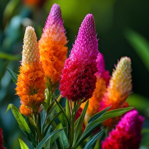 Vibrant Celosia Seeds – Grow Stunning Cockscomb Flowers, Perfect for Garden Borders & Bouquets | Easy to Grow Annual