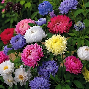 200 seeds Vibrant Mixed Color Gerbera Daisy Seeds - Beautiful and Hardy Flowers for Your Garden