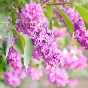 100 seeds Organic Lilac Seeds - Fragrant Purple Lilacs for Your Home Garden