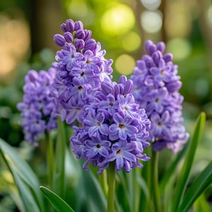 100 seeds Violet Flower Seeds – Fragrant Perennial Garden Blooms – Easy to Grow – Balcony & Yard Plant – Heirloom Variety