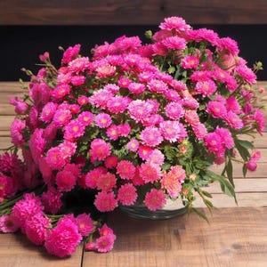 100 seeds High-Quality Chrysanthemum Seeds - Perfect for Garden Enthusiasts