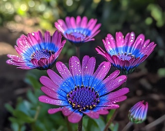 Mixed Color Swan River Daisy (Brachycome iberidifolia) Seeds – Non-GMO, Easy-to-Grow Flower Seeds for Garden, Border, Container & Rock Garde