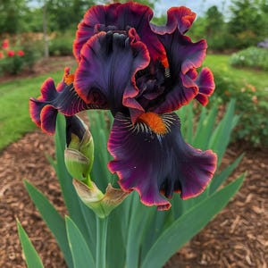 100seeds Rare Iris Flower Seeds – Perennial Garden Beauty, Easy to Grow Vibrant Blooms for Spring & Summer, Perfect for Flower Beds  Borders