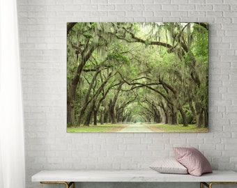 Live Oaks Photograph, Oak Tree Print, Fine Art Landscape Photography, Southern Wall Art, Oak Alley, Savannah Georgia, Affordable Home Decor