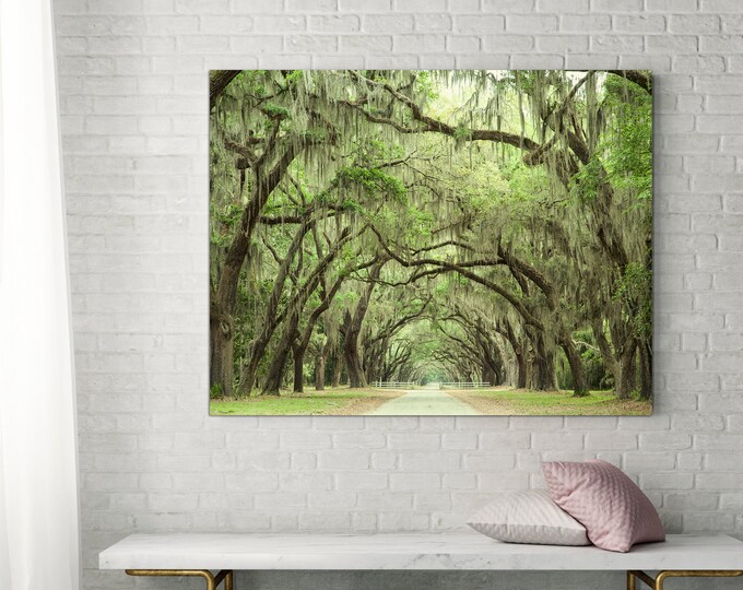 Live Oaks Photograph Oak Tree Print Fine Art Landscape - Etsy