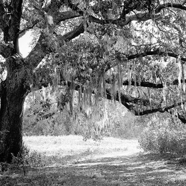 Black and White Photo Oak Tree Etsy