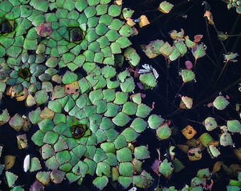 Nature Photography. Lily Pads Fine Art Print "Mosiac" Green, Black, Abstract, St Louis Botanical Garden