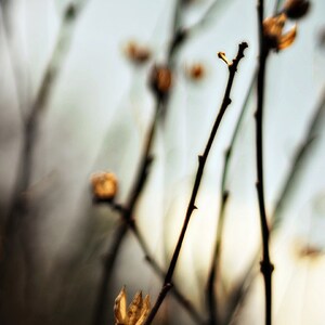 Nature Photograph, Autumn Fine Art Photography, Home Decor, Living Room Wall Art, Clinging to the Past Print 8x10, 11x14, 16x20, 20x24 image 1