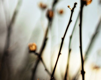 Nature Photograph, Autumn Fine Art Photography, Home Decor, Living Room Wall Art,  Clinging to the Past Print 8x10, 11x14, 16x20, 20x24