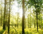 Summer Forest Landscape Photograph, "Forest Wonderland" Fine Art Print. Trees Nature Lime Green, Brown. 8x10, 11x14, 16x20, 20x24, 24x30