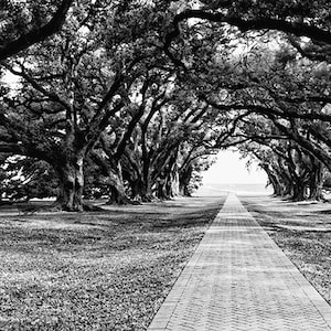 Black and White Print, Live Oak Trees, Louisiana Landscape Photograph, Fine Art Photography, Oak Alley Plantation, Romantic, Antebellum