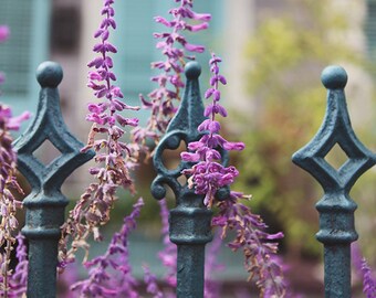 Garden Art Print, Wrought Iron Fence, Floral Photography, New Orleans Photograph, Home Decor, Wall Art, Louisiana Wall Art