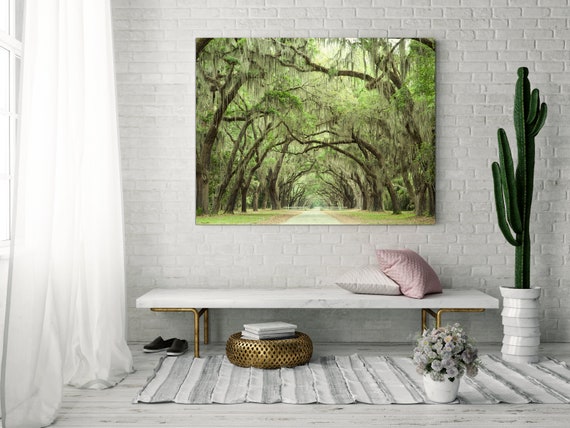 Live Oaks Photograph Oak Tree Print Fine Art Landscape - Etsy